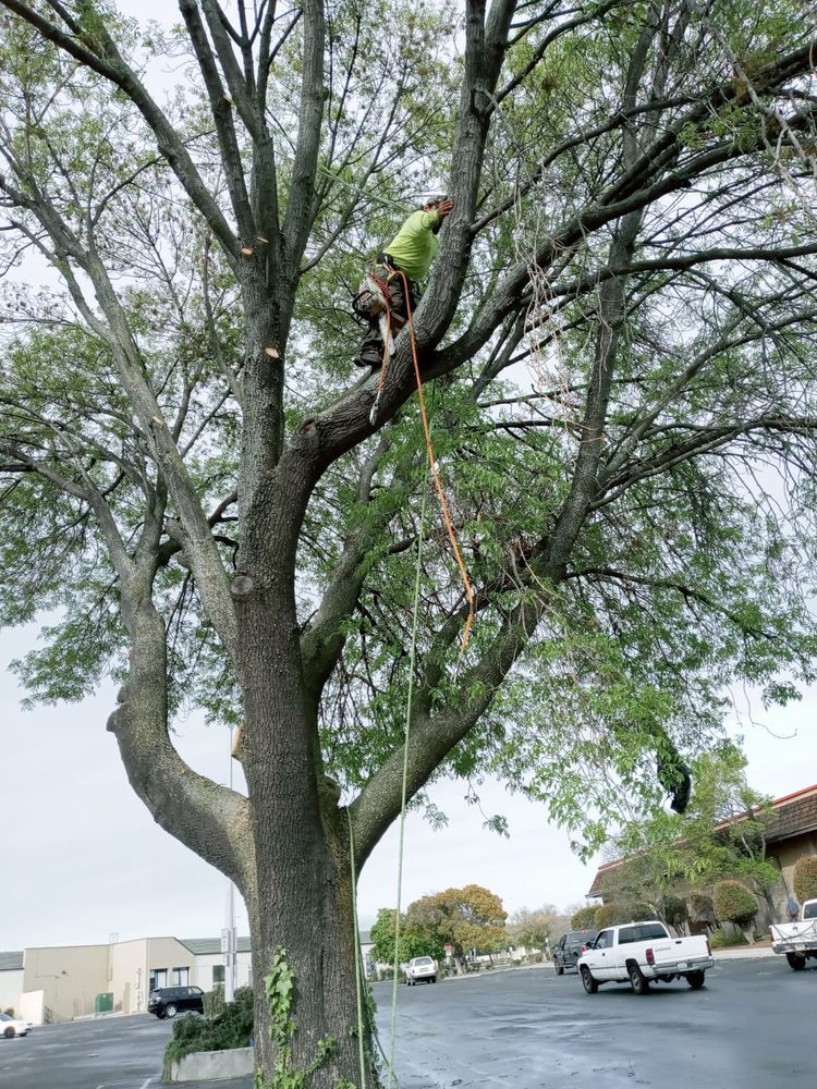 A man is climbing a tree in a parking lot.