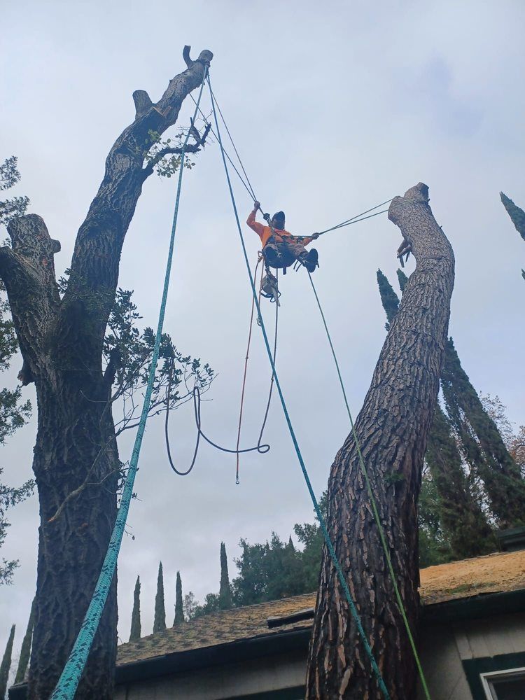 A man is climbing a tree with a rope attached to it.