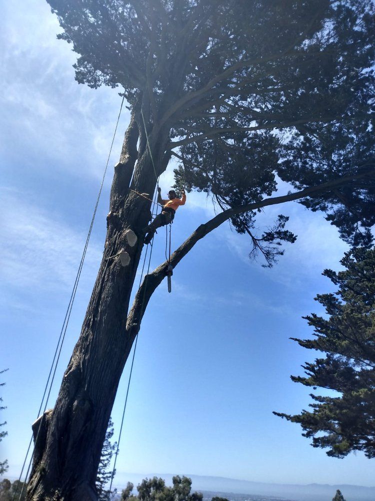 A man is climbing a tree with a chainsaw