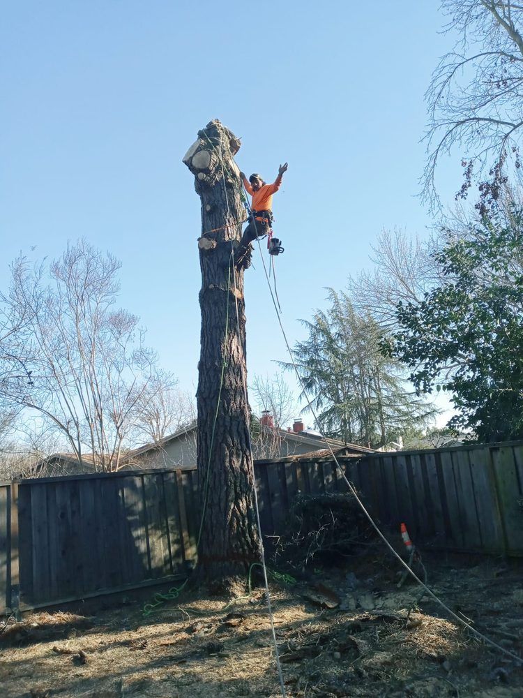 A man is climbing up the side of a large tree.