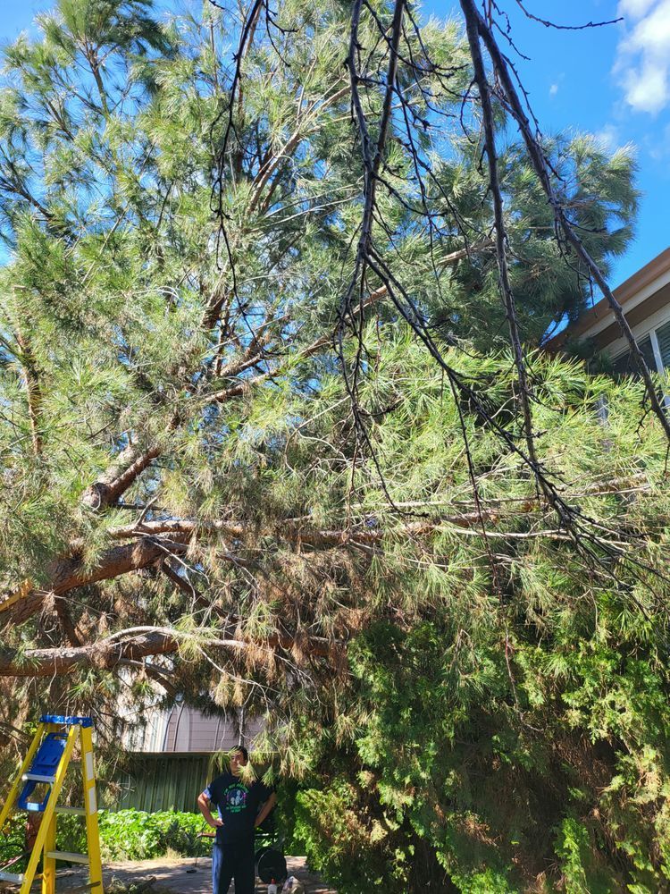 A man is standing in front of a large pine tree.