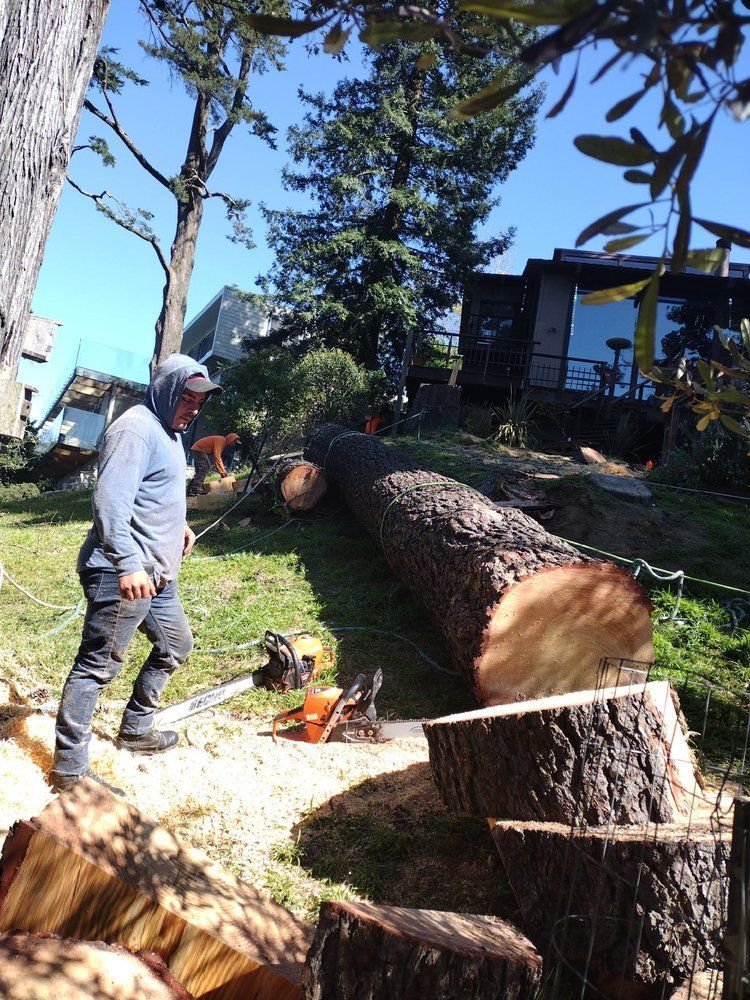 A man is cutting a tree with a chainsaw.