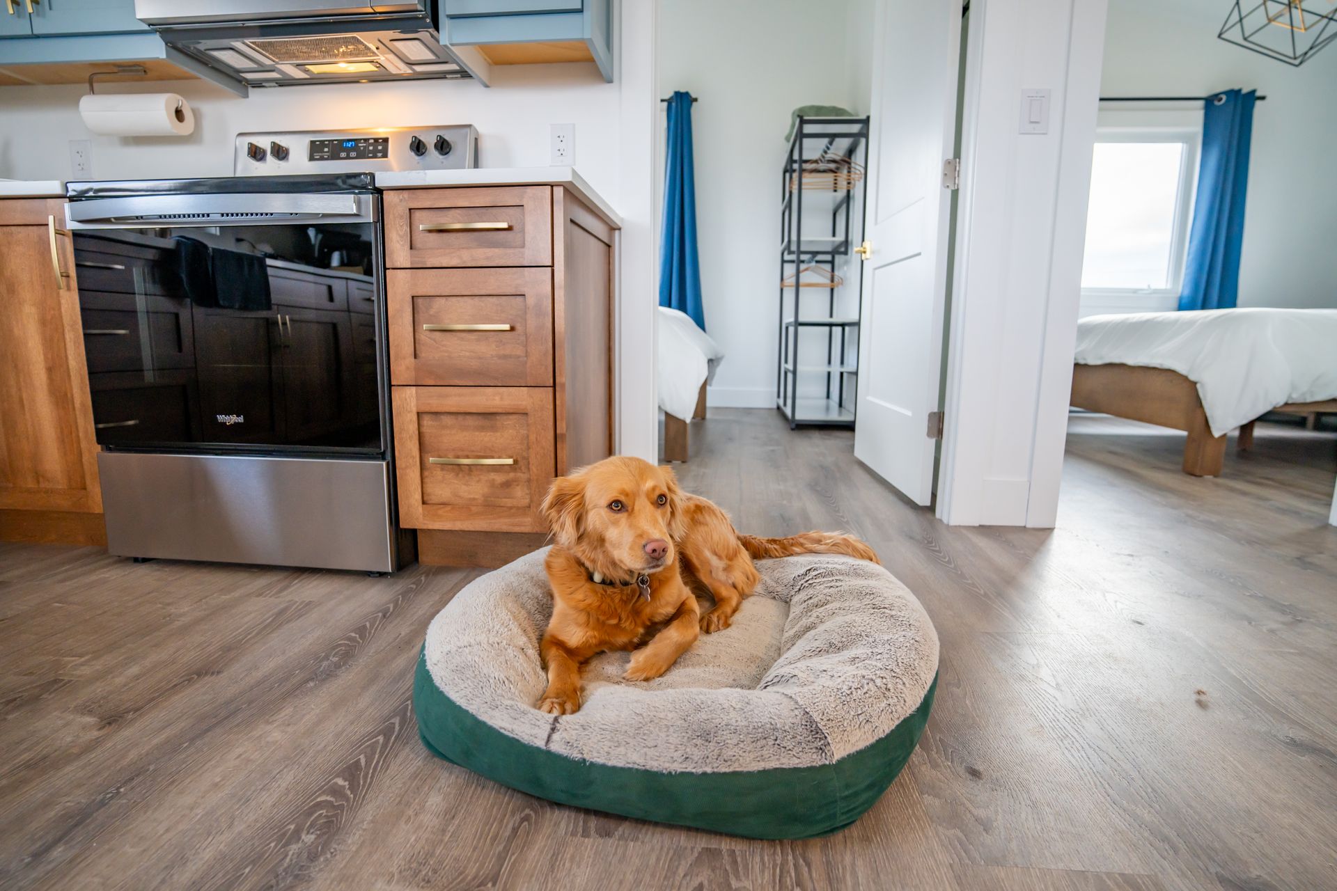 dog on a dog bed in a bright modern cottage