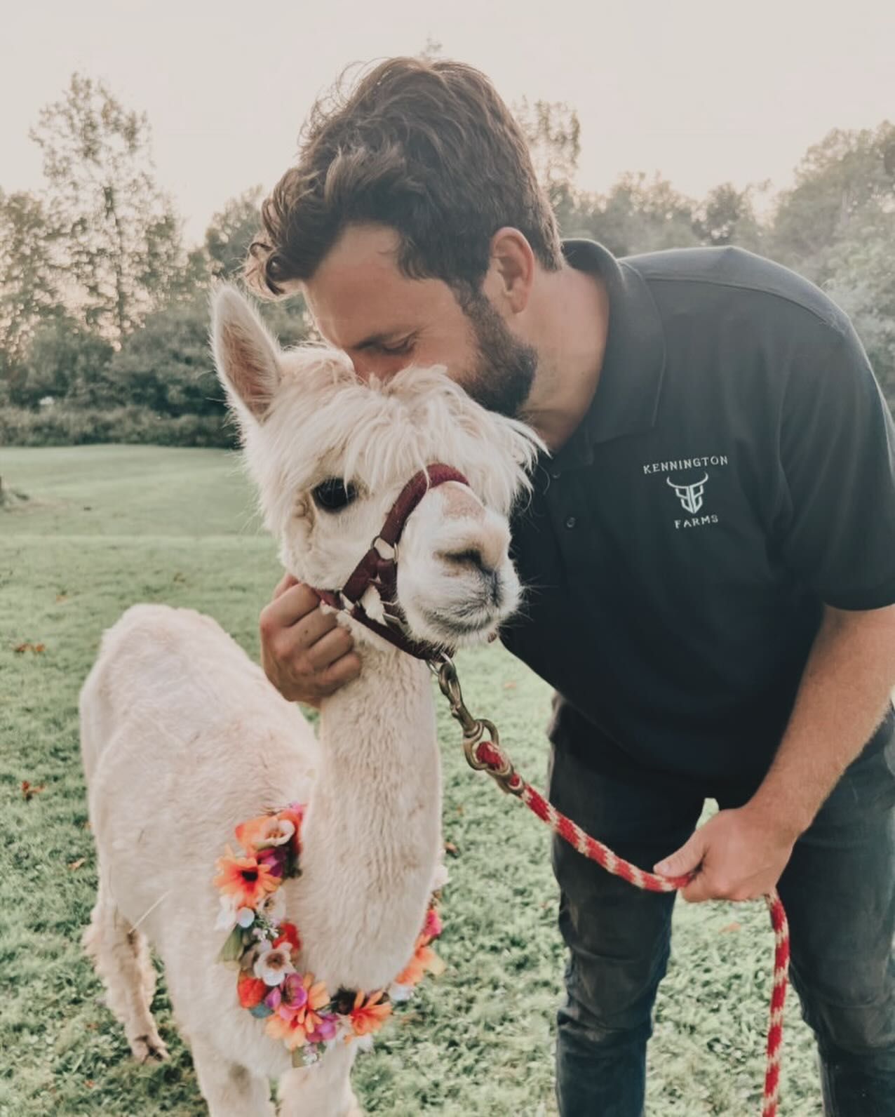 kennington farms, alpaca and man