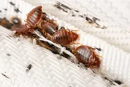 Bed Bug — Kansas City, MO — KC Pest Experts