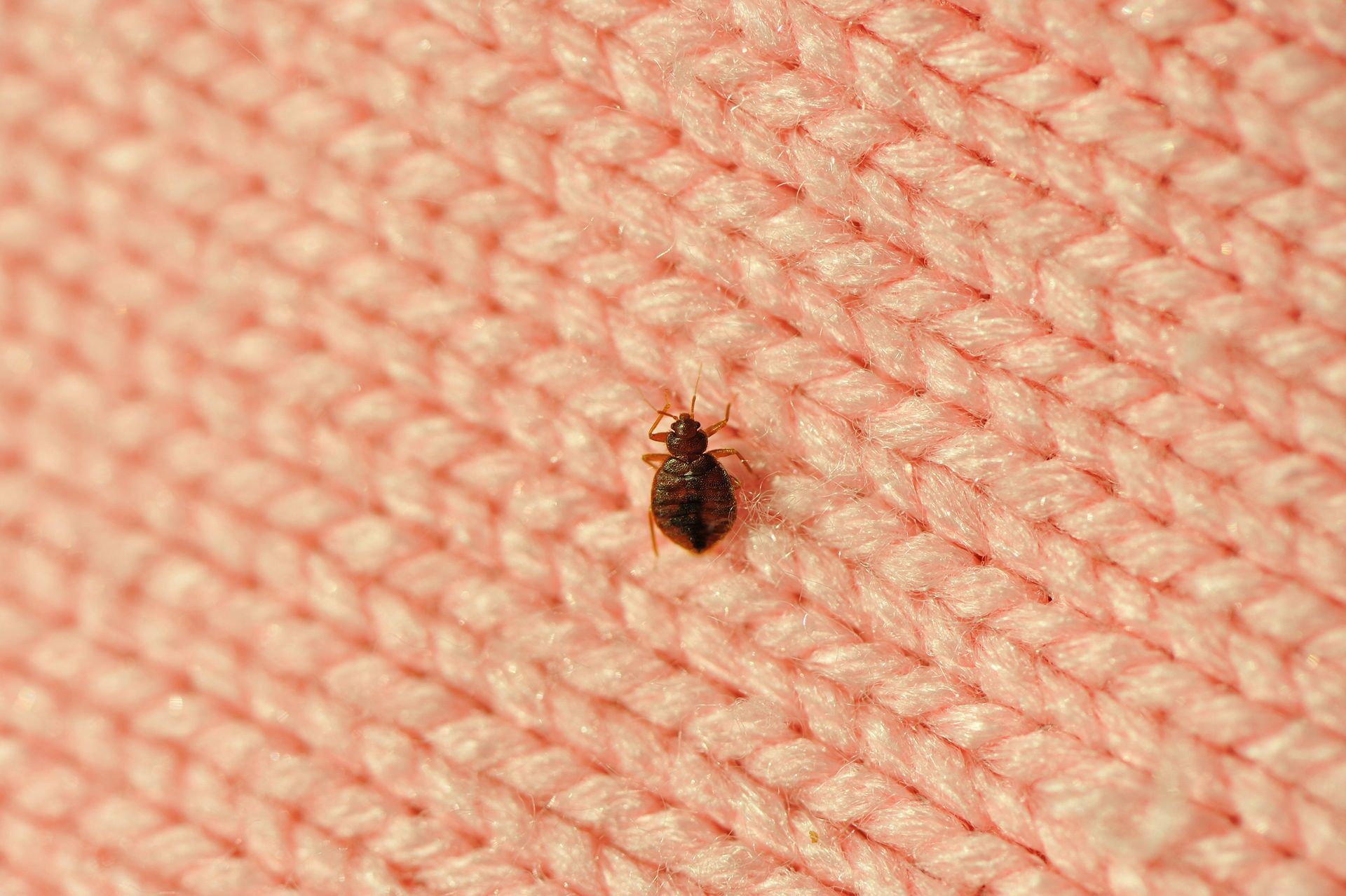 Bed Bug - Rush, NY - Target Pest Control