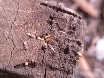 Termite — Kansas City, MO — KC Pest Experts
