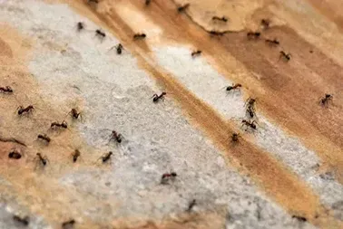 Carpenter Ants — Kansas City, MO — KC Pest Experts