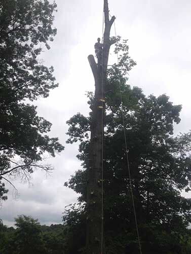 Tall Tree - Tree Service in Irwin, PA
