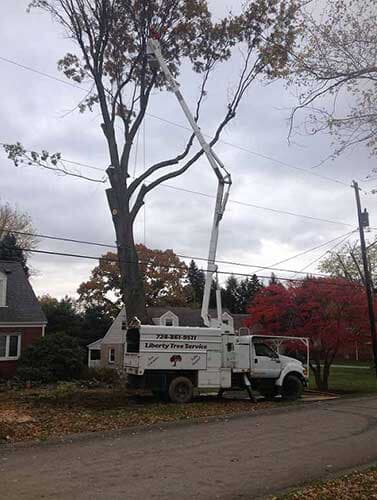 Tree Trimming Services - Tree Service in Irwin, PA