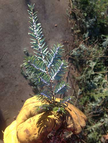 Small Plant - Tree Service in Irwin, PA