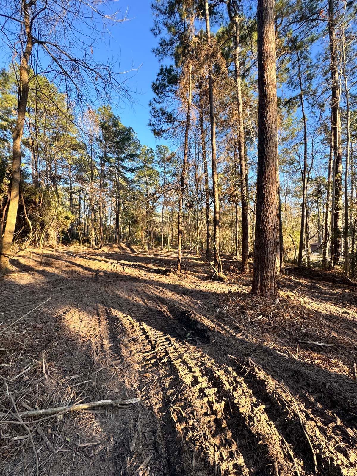 A dirt road in the middle of a forest on a sunny day.