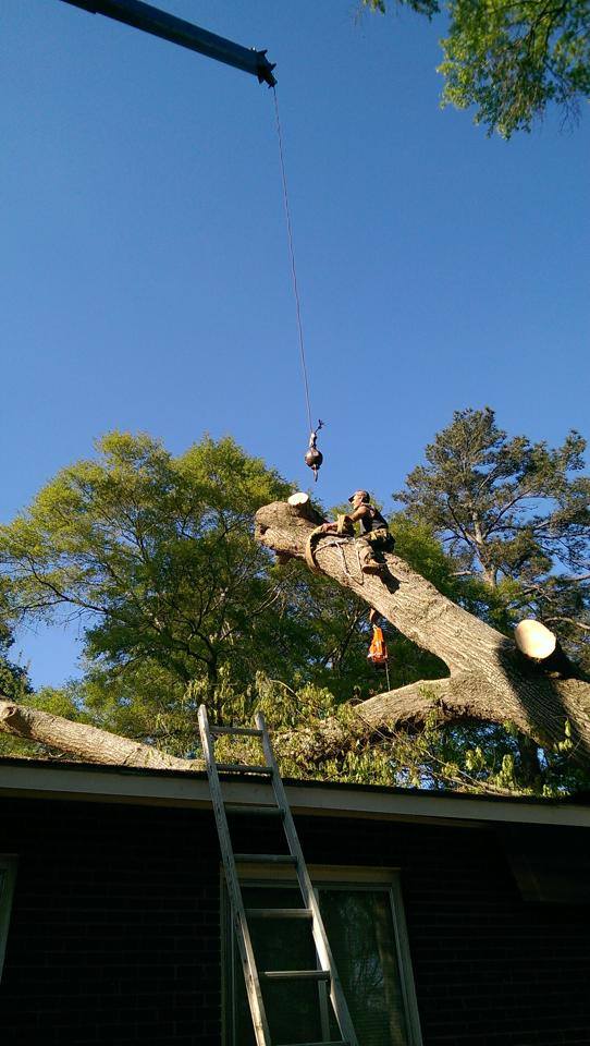 A crane is lifting a large tree branch over a house.
