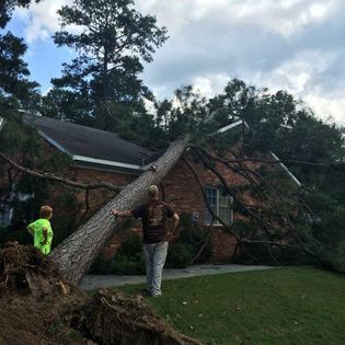 A man is standing next to a fallen tree in front of a house.