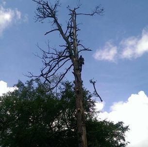 A man is climbing a tree with a chainsaw.