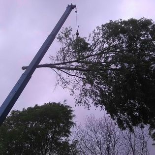 A crane is lifting a tree branch in the air.