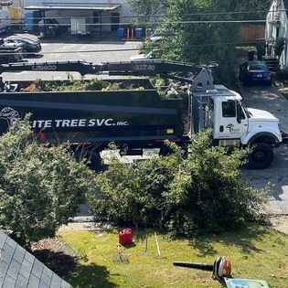 A dump truck is parked in front of a fallen tree.