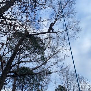 A man is climbing a tree with a rope.