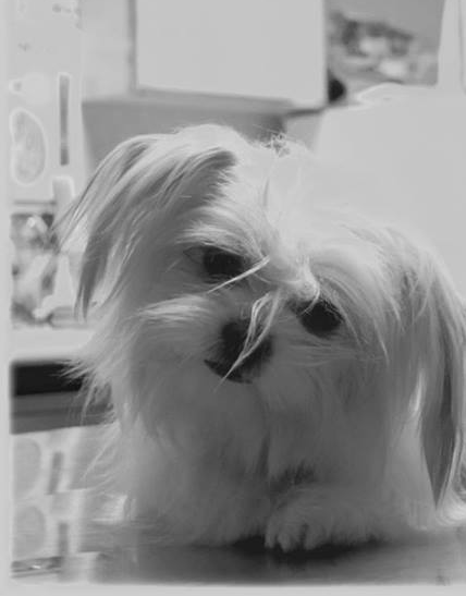 Cani dal veterinario