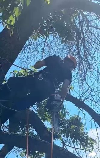 A man is cutting a tree branch with a chainsaw.