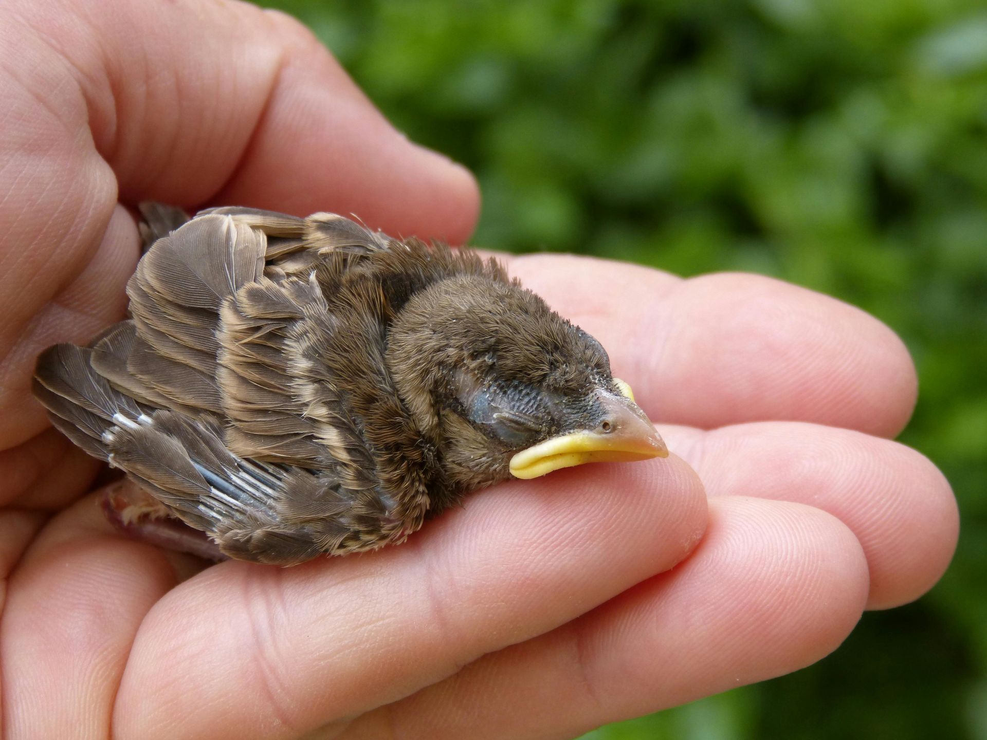 A person is holding a small bird in their hand
