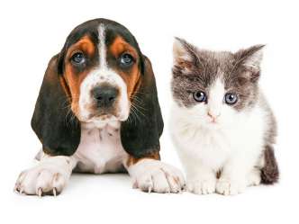 Puppy and Kitten Sitting Next to Each Other -  Pet Grooming and Boarding in Salem, OR