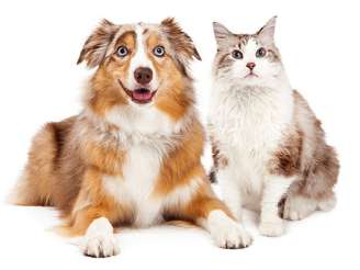 Smiling Dog and a Cat Sitting - Pet Grooming and Boarding in Salem, OR