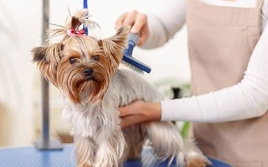 Brushing Door Hair - Pet Grooming in Salem, OR Brushing Door Hair - Pet Grooming in Salem, OR