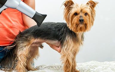 Blowing Door Hair - Pet Grooming in Salem, OR Blowing Door Hair - Pet Grooming in Salem, OR