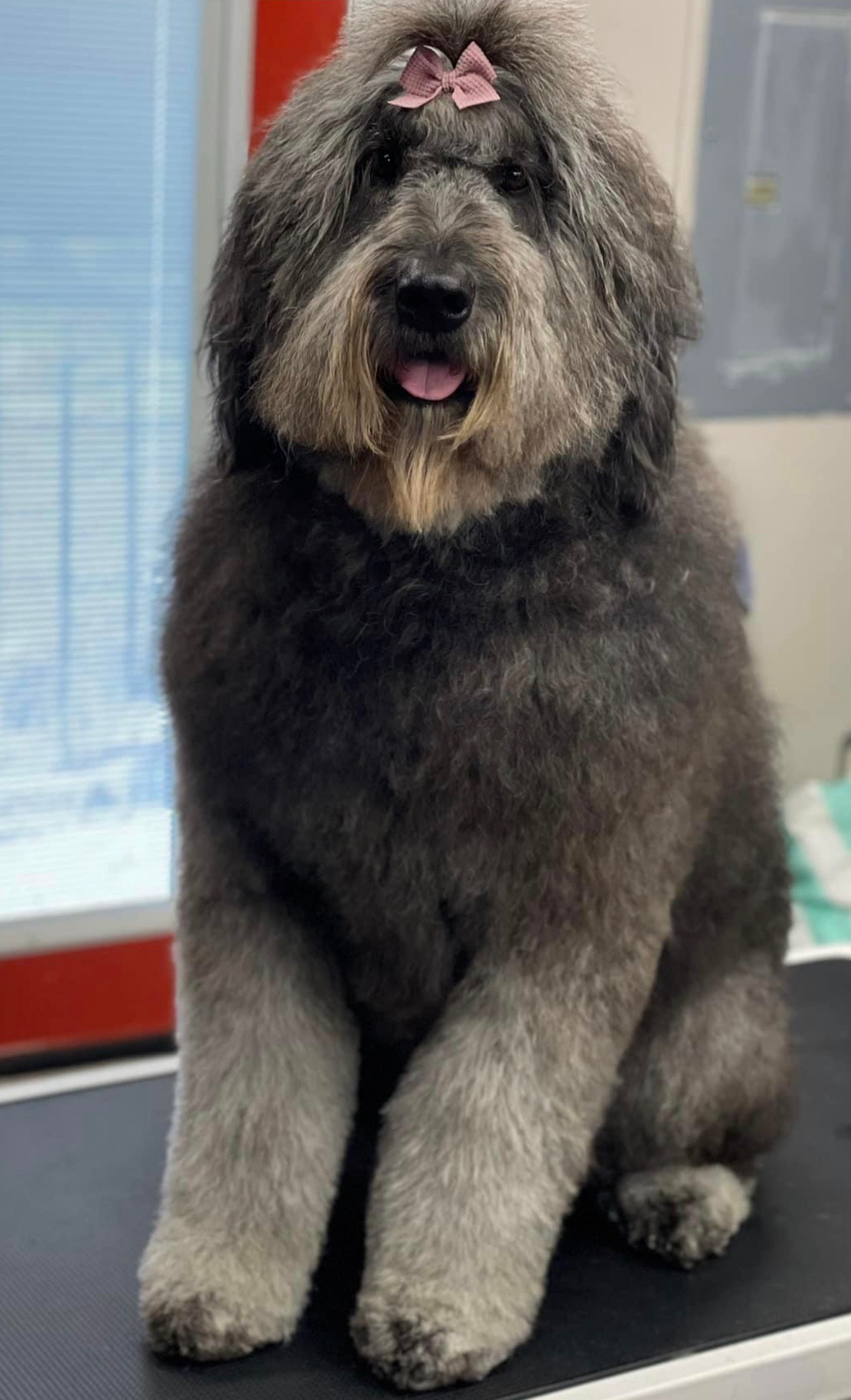 Smiling Dog and a Cat Sitting - Pet Grooming and Boarding in Salem, OR