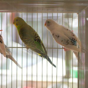 parrots