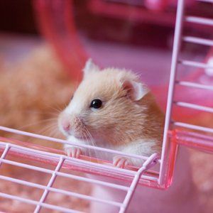 mouse