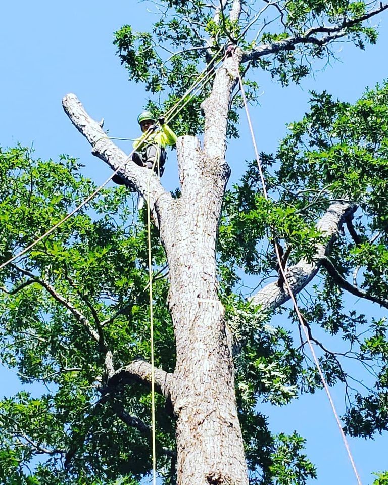 Tree Removal