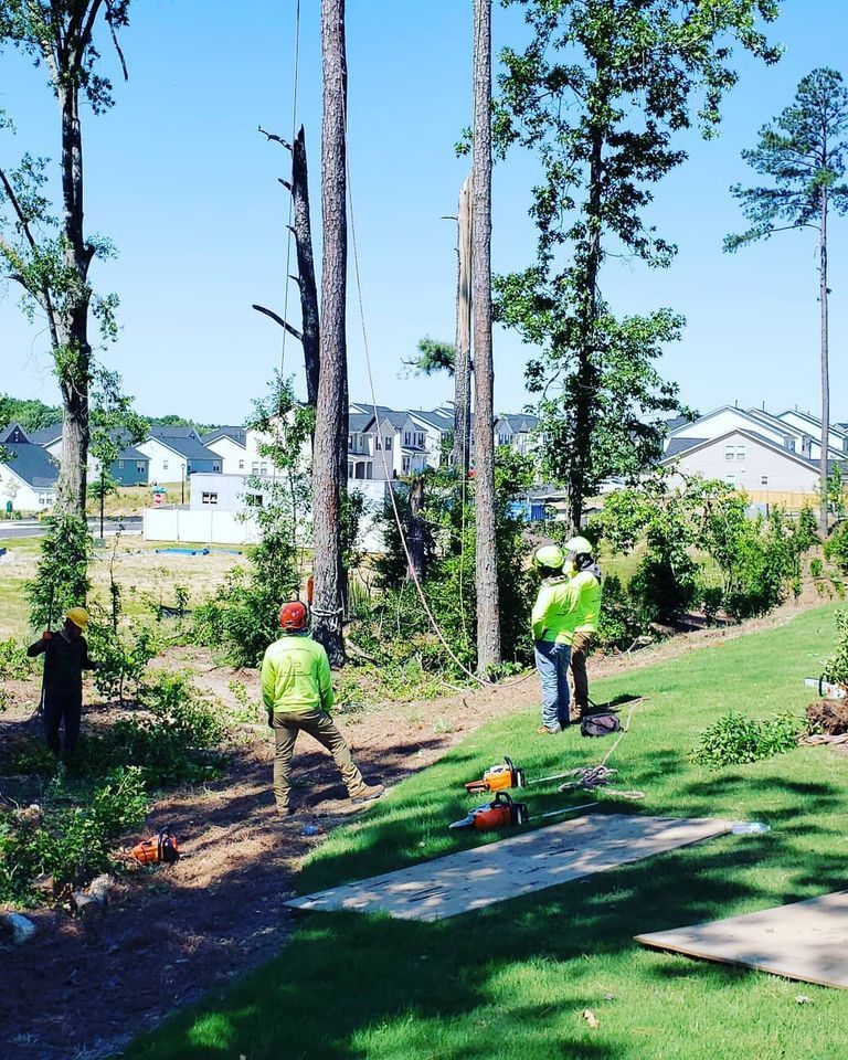 Tree Removal Service 1