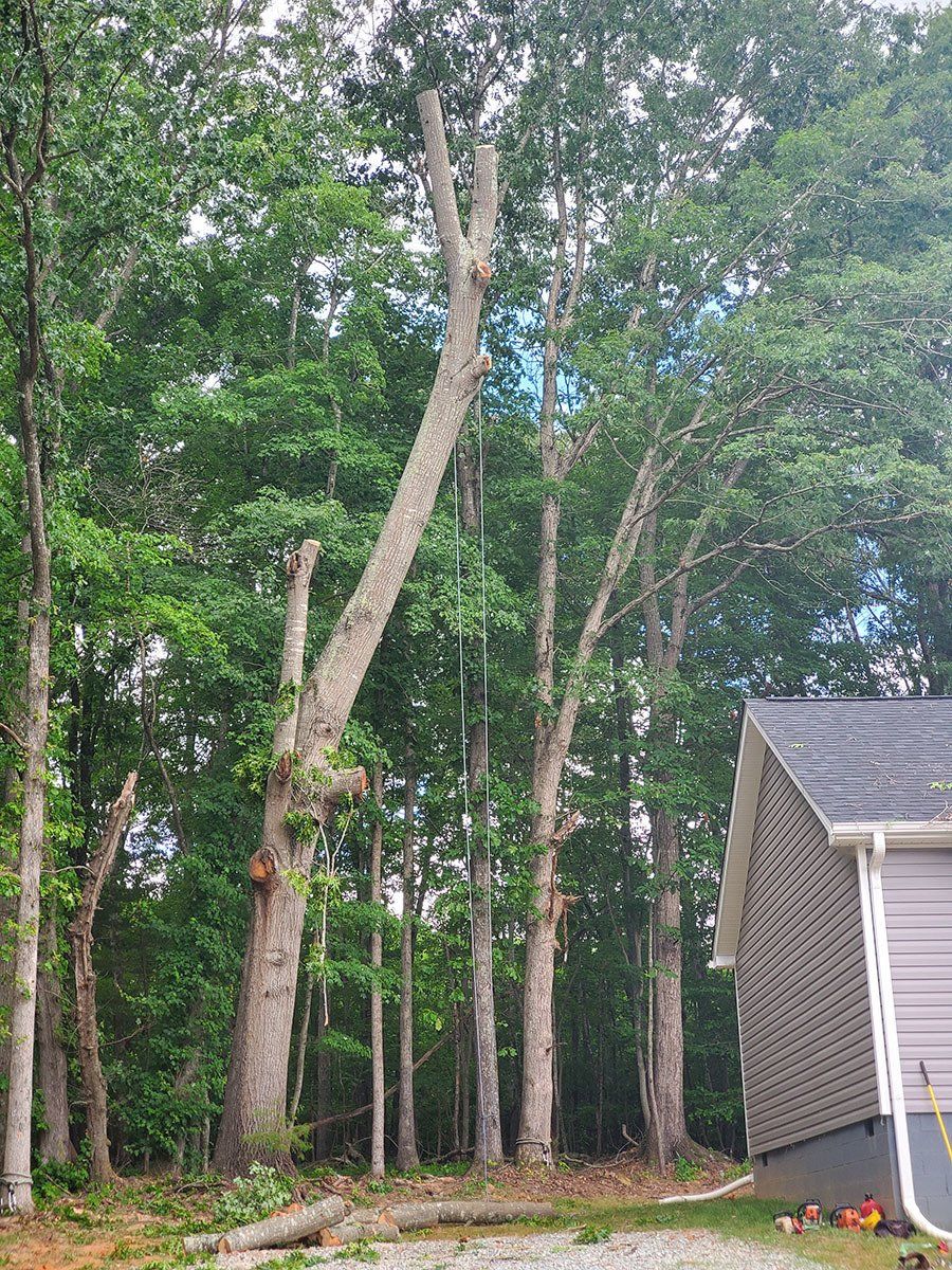 Tree Service 18