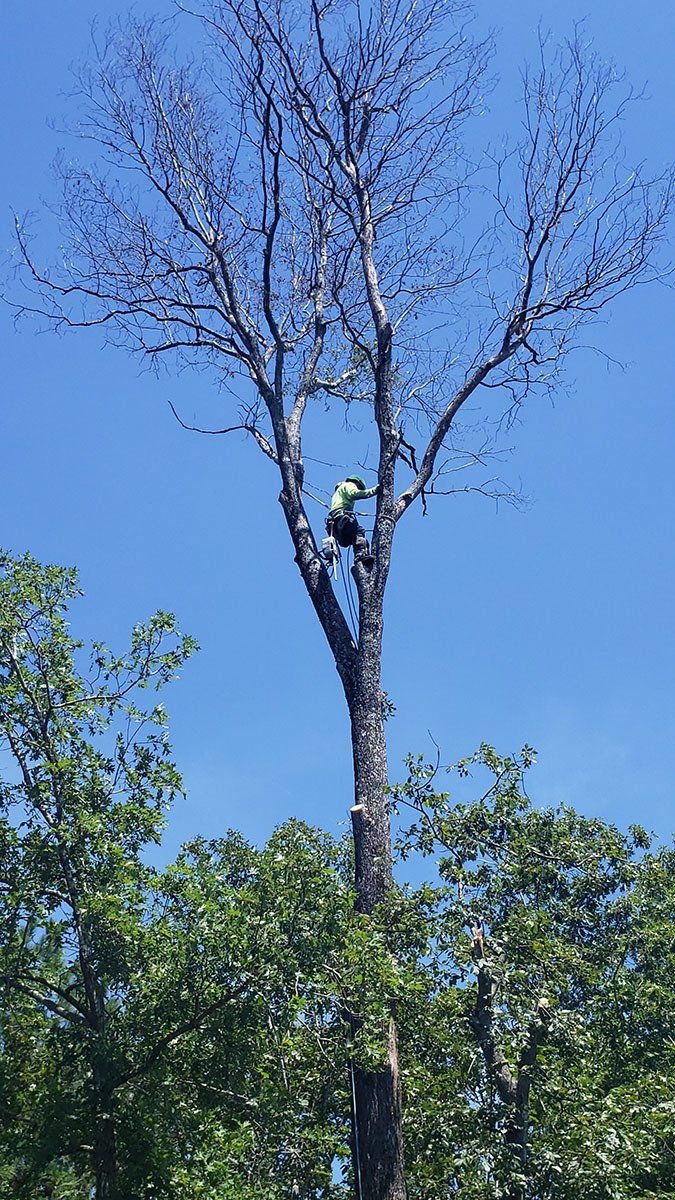 Tree Service 19