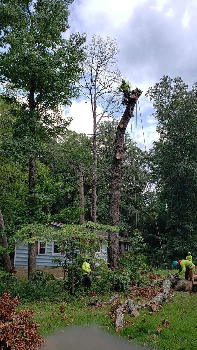 Tree Service 24