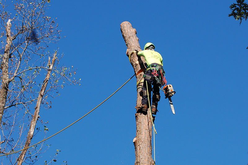 Tree Service 38