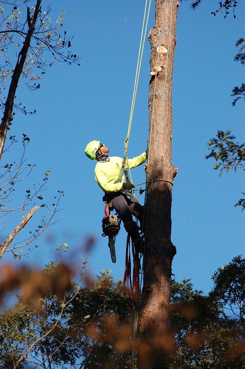 Tree Service 39
