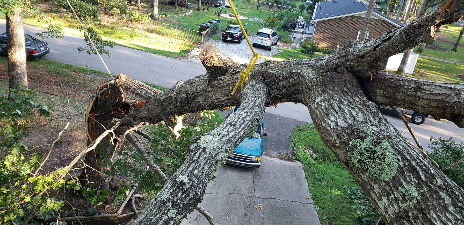 Tree Service 41