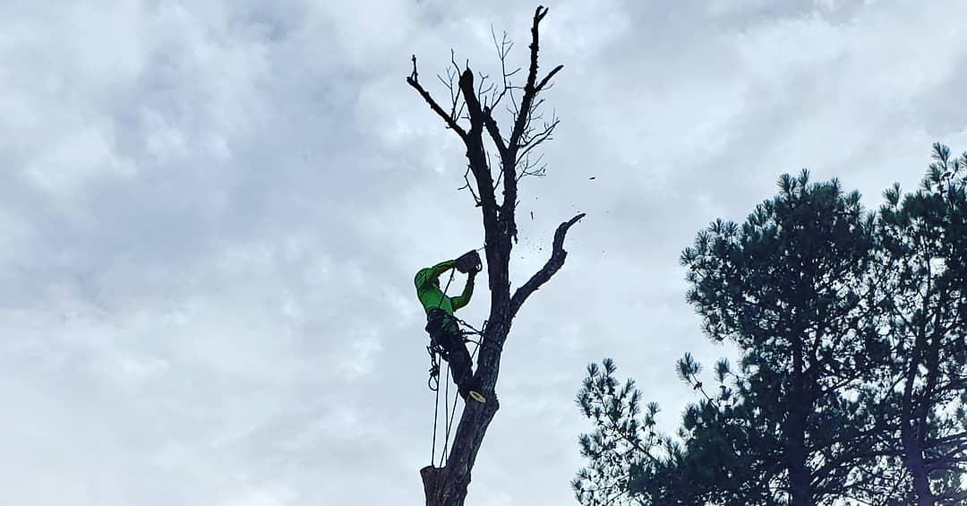 Tree Service 47