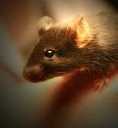 Rat, Pest Prevention in Marion, IN