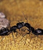 Ants, Pest Prevention in Marion, IN