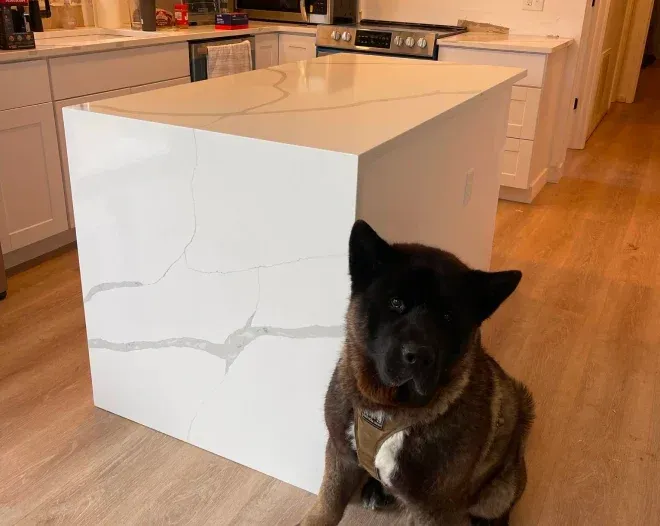 An Akita dog sits next to a white kitchen island in a kitchen with white cabinets and wood floors.