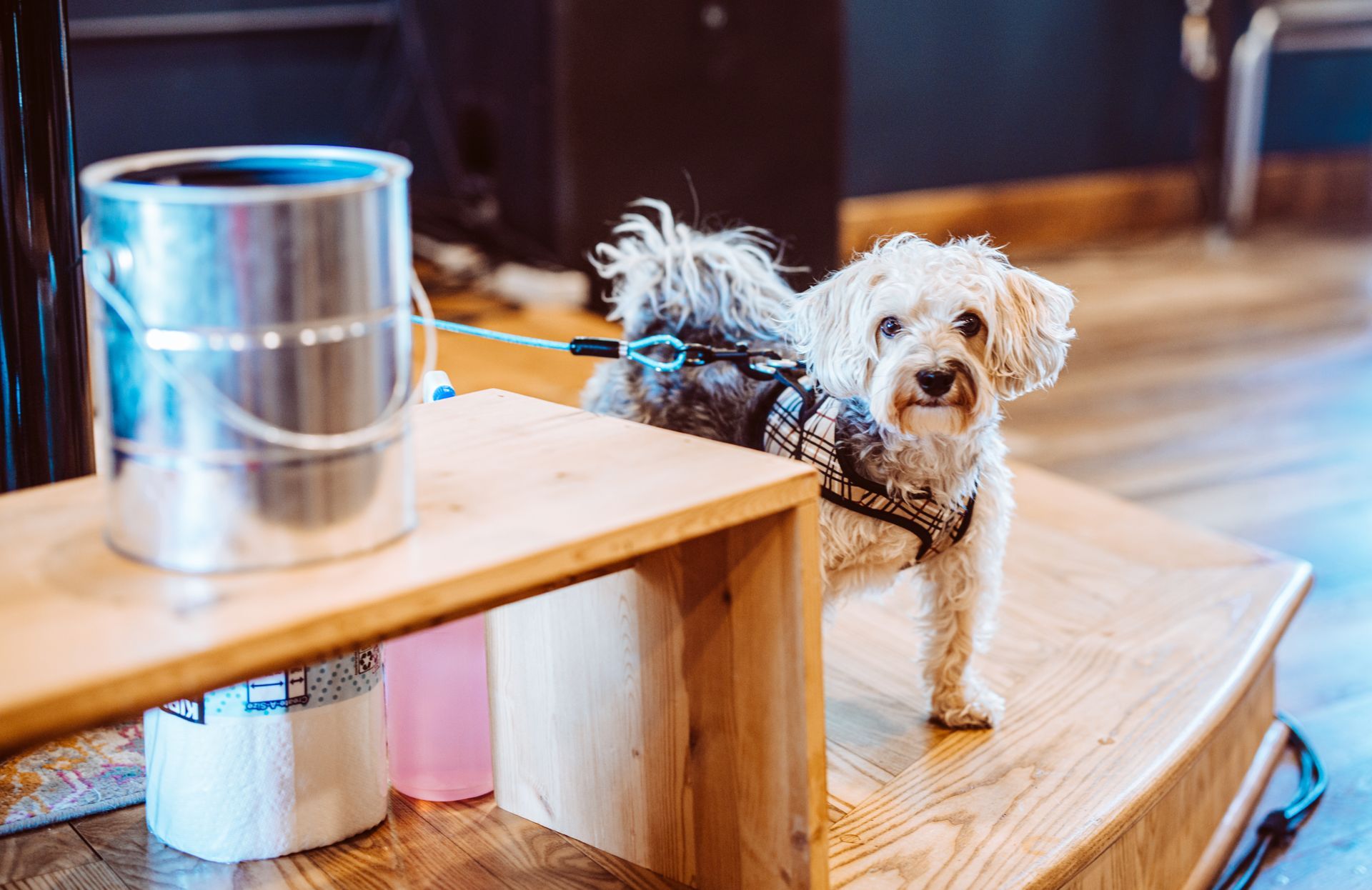 Happy Dog Lodge Trivia at The Happy Productions Listening Room