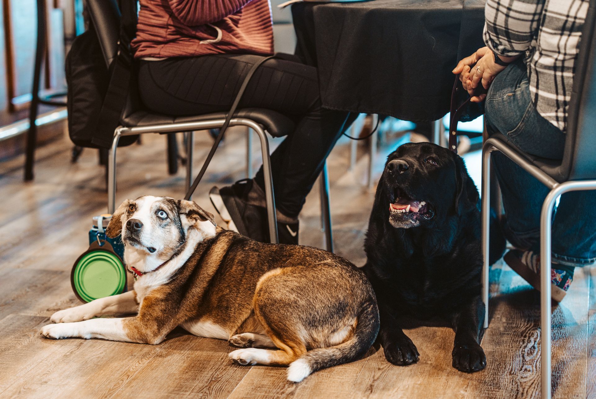 Happy Dog Lodge Trivia at The Happy Productions Listening Room