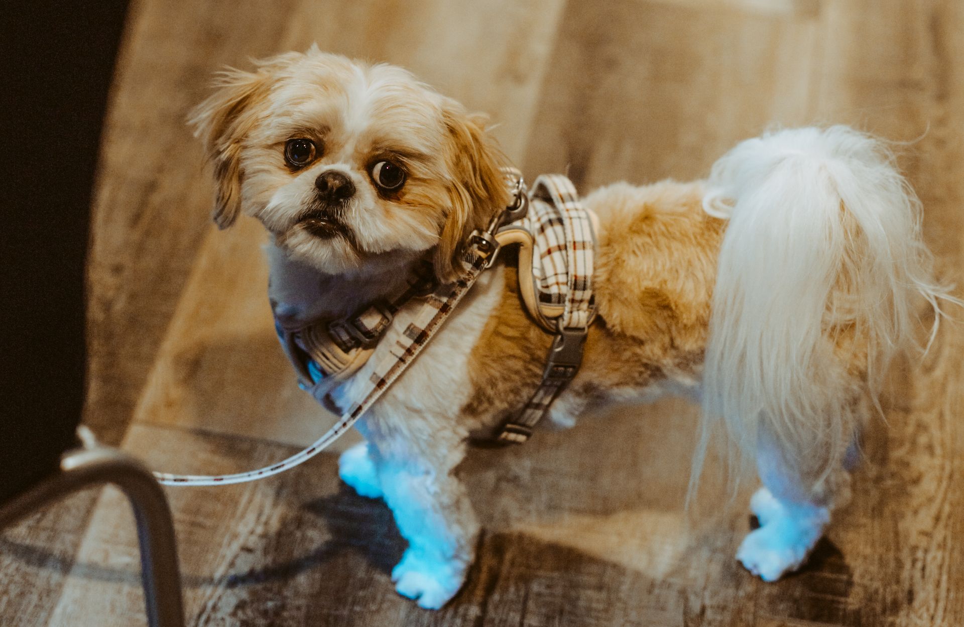 Happy Dog Lodge Trivia at The Happy Productions Listening Room