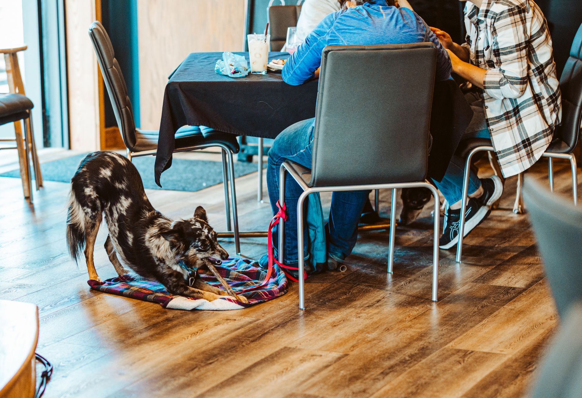 Happy Dog Lodge Trivia at The Happy Productions Listening Room