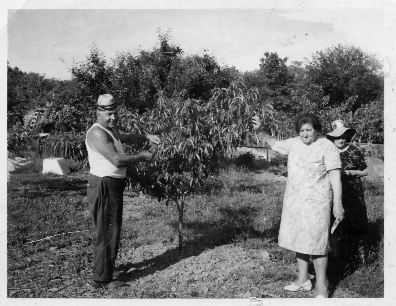 Italian grandparents standing by a peach tree on their New Jersey farm during harvest