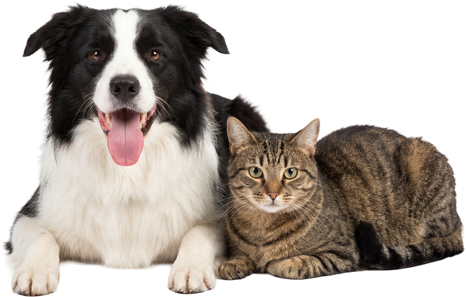 Black and white dog with tongue out next to a brown tabby cat, both lying down.